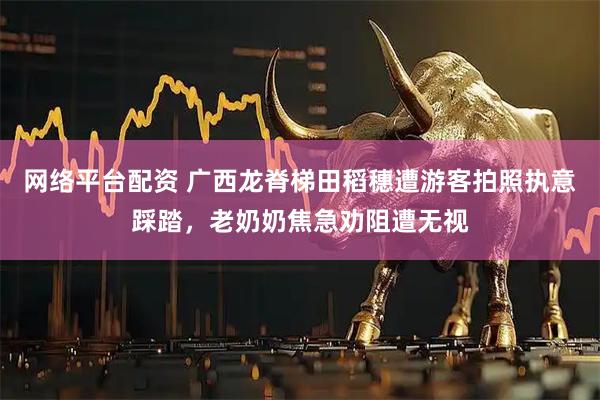 网络平台配资 广西龙脊梯田稻穗遭游客拍照执意踩踏，老奶奶焦急劝阻遭无视